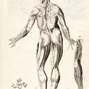 Muscles Myology engraving TAV. 33